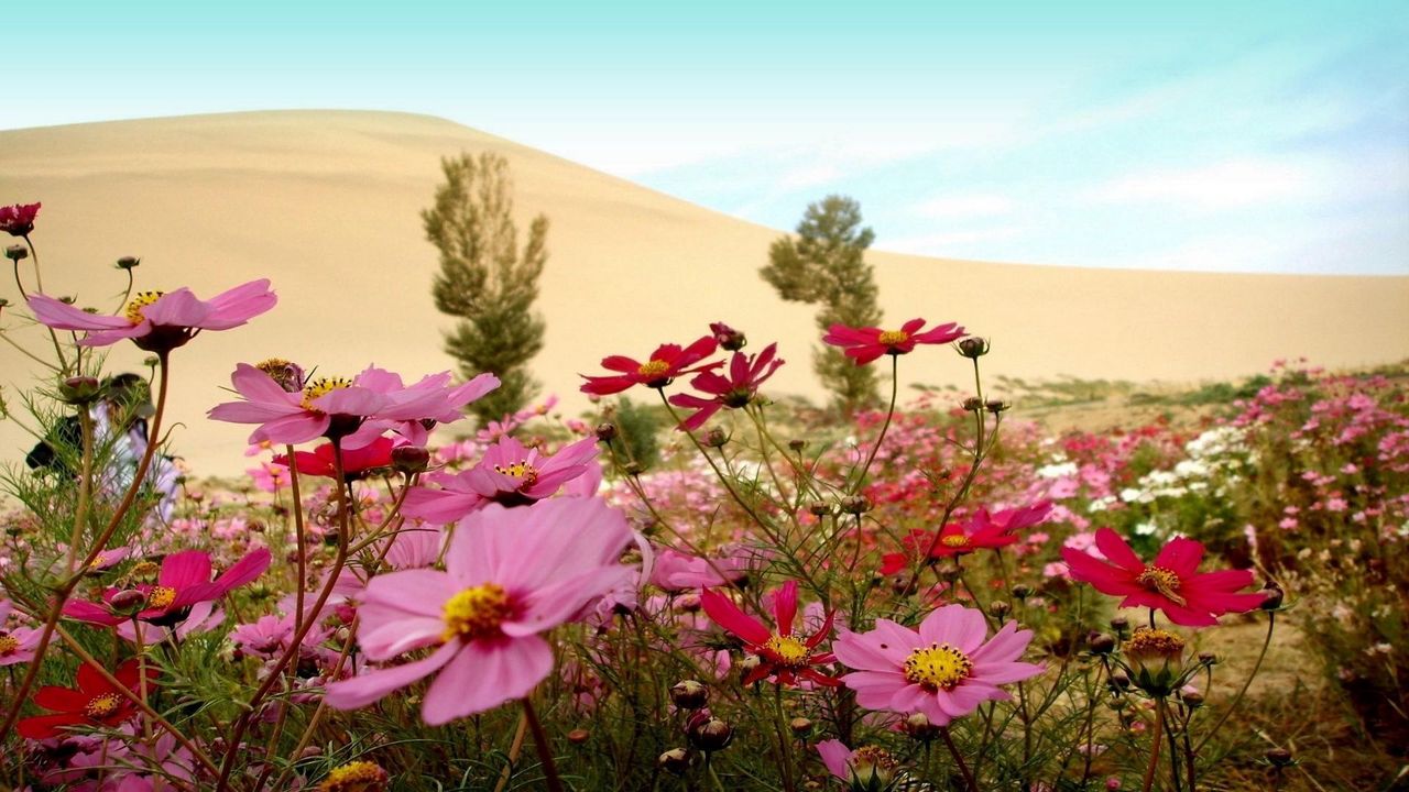 Wallpaper kosmeya, flowers, meadow, sky, horizon