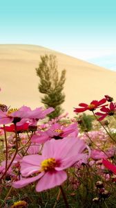 Preview wallpaper kosmeya, flowers, meadow, sky, horizon