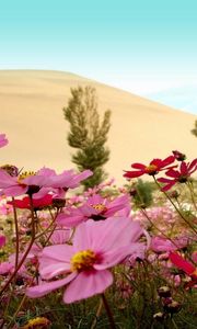 Preview wallpaper kosmeya, flowers, meadow, sky, horizon