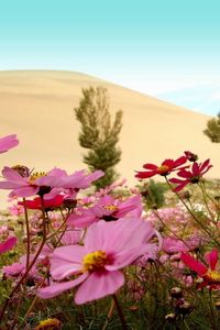 Preview wallpaper kosmeya, flowers, meadow, sky, horizon