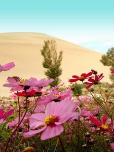 Preview wallpaper kosmeya, flowers, meadow, sky, horizon