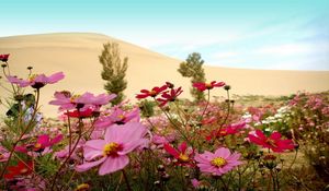 Preview wallpaper kosmeya, flowers, meadow, sky, horizon