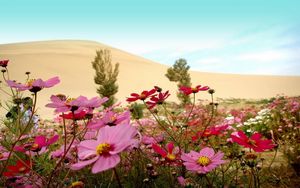 Preview wallpaper kosmeya, flowers, meadow, sky, horizon