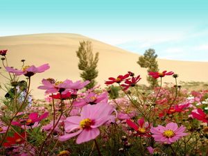 Preview wallpaper kosmeya, flowers, meadow, sky, horizon