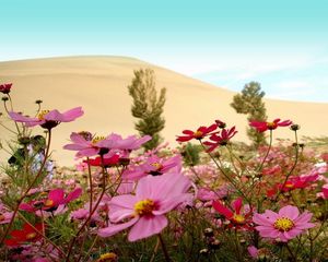 Preview wallpaper kosmeya, flowers, meadow, sky, horizon