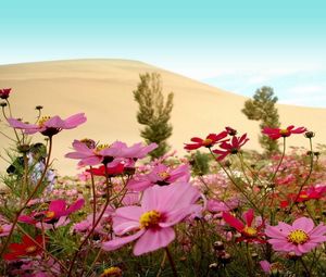 Preview wallpaper kosmeya, flowers, meadow, sky, horizon