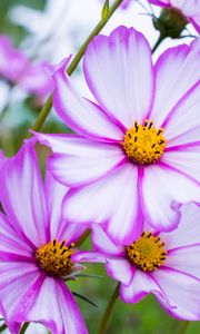 Preview wallpaper kosmeya, flowers, petals, macro, purple