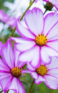 Preview wallpaper kosmeya, flowers, petals, macro, purple