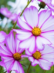 Preview wallpaper kosmeya, flowers, petals, macro, purple