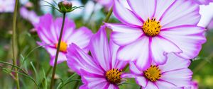 Preview wallpaper kosmeya, flowers, petals, macro, purple