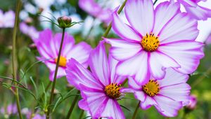 Preview wallpaper kosmeya, flowers, petals, macro, purple