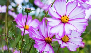 Preview wallpaper kosmeya, flowers, petals, macro, purple