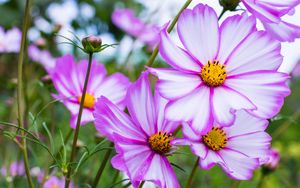 Preview wallpaper kosmeya, flowers, petals, macro, purple