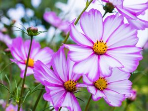 Preview wallpaper kosmeya, flowers, petals, macro, purple