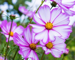 Preview wallpaper kosmeya, flowers, petals, macro, purple