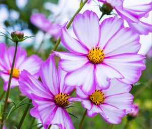 Preview wallpaper kosmeya, flowers, petals, macro, purple