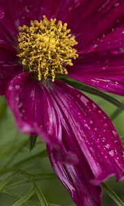 Preview wallpaper kosmeya, flowers, petals, drops, macro, purple