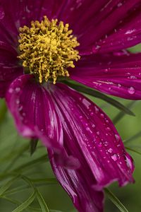 Preview wallpaper kosmeya, flowers, petals, drops, macro, purple