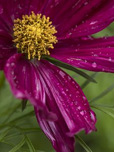 Preview wallpaper kosmeya, flowers, petals, drops, macro, purple