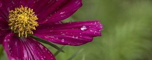 Preview wallpaper kosmeya, flowers, petals, drops, macro, purple