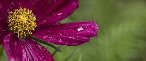 Preview wallpaper kosmeya, flowers, petals, drops, macro, purple