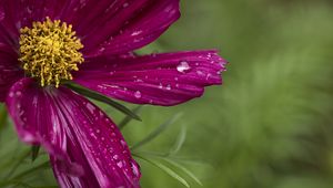 Preview wallpaper kosmeya, flowers, petals, drops, macro, purple