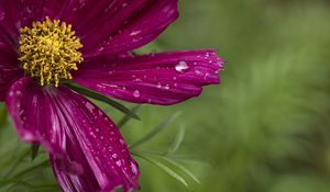 Preview wallpaper kosmeya, flowers, petals, drops, macro, purple