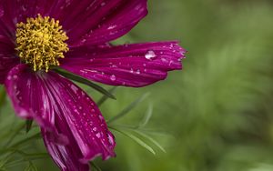 Preview wallpaper kosmeya, flowers, petals, drops, macro, purple