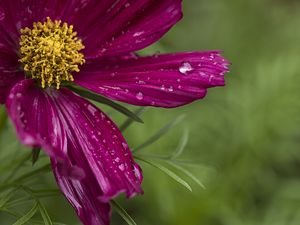 Preview wallpaper kosmeya, flowers, petals, drops, macro, purple