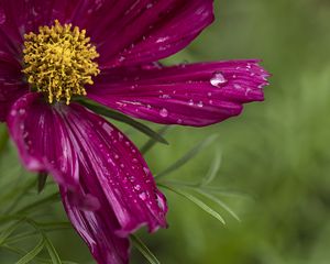 Preview wallpaper kosmeya, flowers, petals, drops, macro, purple