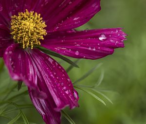 Preview wallpaper kosmeya, flowers, petals, drops, macro, purple