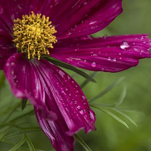 Preview wallpaper kosmeya, flowers, petals, drops, macro, purple