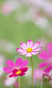 Preview wallpaper kosmeya, flowers, petals, macro