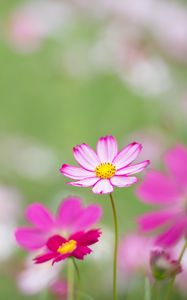 Preview wallpaper kosmeya, flowers, petals, macro