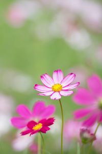 Preview wallpaper kosmeya, flowers, petals, macro