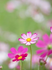 Preview wallpaper kosmeya, flowers, petals, macro