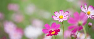 Preview wallpaper kosmeya, flowers, petals, macro