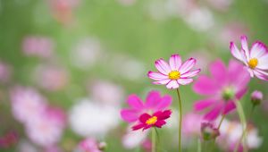 Preview wallpaper kosmeya, flowers, petals, macro