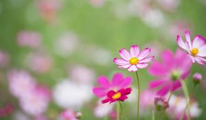 Preview wallpaper kosmeya, flowers, petals, macro