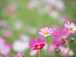 Preview wallpaper kosmeya, flowers, petals, macro