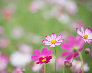 Preview wallpaper kosmeya, flowers, petals, macro