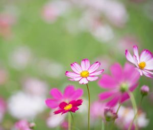 Hoa kosmeya là một loài hoa đẹp và quý giá với những cánh hoa mảnh mai xinh đẹp. Có thể ngắm nhìn hoa kosmeya sẽ mang lại cảm giác thư giãn và tinh thần thoải mái cho bạn. Hãy xem hình ảnh liên quan đến hoa kosmeya và tận hưởng cảm giác tuyệt vời đó.