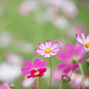 Preview wallpaper kosmeya, flowers, petals, macro