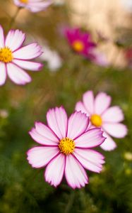 Preview wallpaper kosmeya, flowers, petals, blur