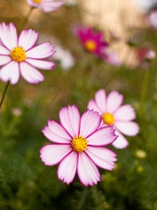 Preview wallpaper kosmeya, flowers, petals, blur