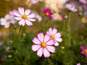 Preview wallpaper kosmeya, flowers, petals, blur