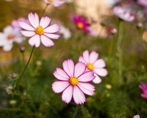 Preview wallpaper kosmeya, flowers, petals, blur