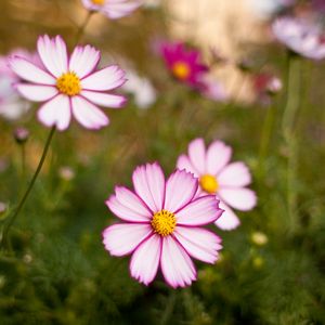 Preview wallpaper kosmeya, flowers, petals, blur