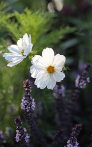 Preview wallpaper kosmeya, flowers, petals, macro, white, spring