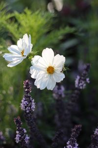 Preview wallpaper kosmeya, flowers, petals, macro, white, spring